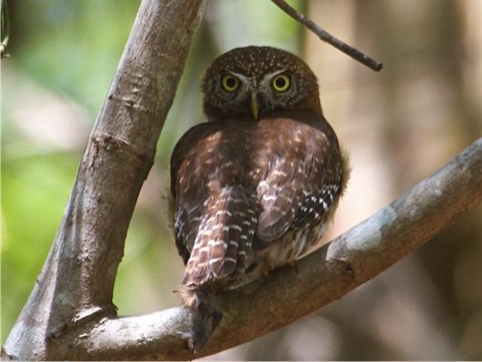 Cuban Pygmy Owl, Cuba, Cuba Birding, Cuba Birdwatching, Cuba Nature Tour, Cuba Birding Tour, Naturalist Journeys