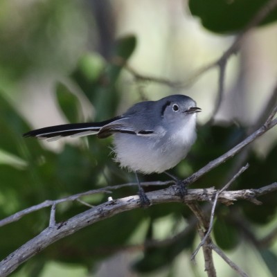 Cuban Gnatcatcher, Cuba, Cuba Birding, Cuba Birdwatching, Cuba Nature Tour, Cuba Birding Tour, Naturalist Journeys