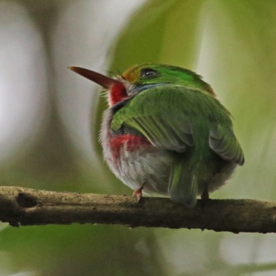Cuban Tody, Cuba, Cuba Birding, Cuba Birdwatching, Cuba Nature Tour, Cuba Birding Tour, Naturalist Journeys