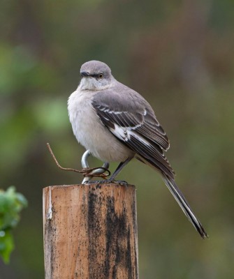 Northern Mockingbird, Birding South Texas, Bird watching, Rio Grande Valley, South Texas, Naturalist Journeys, Wildlife Tour, Wildlife Photography, Ecotourism, Specialty Birds, Birding Hotspot