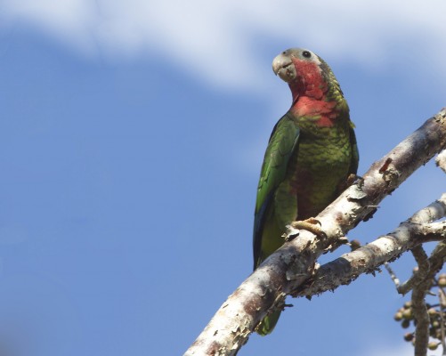 Cuban Parrot, Cuba, Cuba Birding, Cuba Birdwatching, Cuba Nature Tour, Cuba Birding Tour, Naturalist Journeys