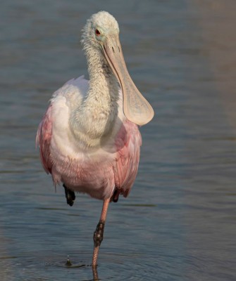 Roseate Spoonbill, Birding South Texas, Bird watching, Rio Grande Valley, South Texas, Naturalist Journeys, Wildlife Tour, Wildlife Photography, Ecotourism, Specialty Birds, Birding Hotspot