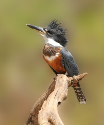 Ringed Kingfisher, Birding South Texas, Bird watching, Rio Grande Valley, South Texas, Naturalist Journeys, Wildlife Tour, Wildlife Photography, Ecotourism, Specialty Birds, Birding Hotspot