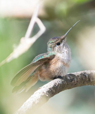 Broad-tailed Hummingbird, Birding South Texas, Bird watching, Rio Grande Valley, South Texas, Naturalist Journeys, Wildlife Tour, Wildlife Photography, Ecotourism, Specialty Birds, Birding Hotspot