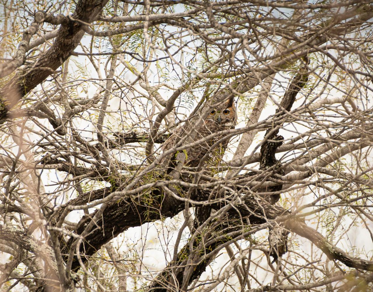 Birding South Texas, Bird watching, Rio Grande Valley, South Texas, Naturalist Journeys, Wildlife Tour, Wildlife Photography, Ecotourism, Specialty Birds, Birding Hotspot