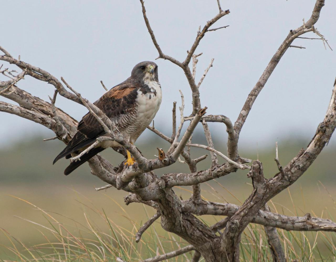 Birding South Texas, Bird watching, Rio Grande Valley, South Texas, Naturalist Journeys, Wildlife Tour, Wildlife Photography, Ecotourism, Specialty Birds, Birding Hotspot