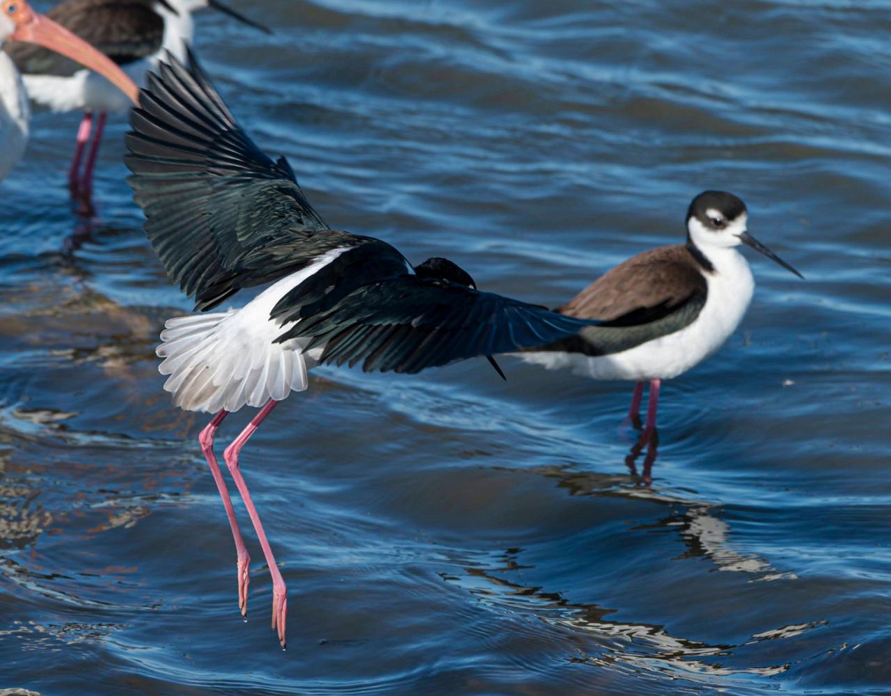 Birding South Texas, Bird watching, Rio Grande Valley, South Texas, Naturalist Journeys, Wildlife Tour, Wildlife Photography, Ecotourism, Specialty Birds, Birding Hotspot