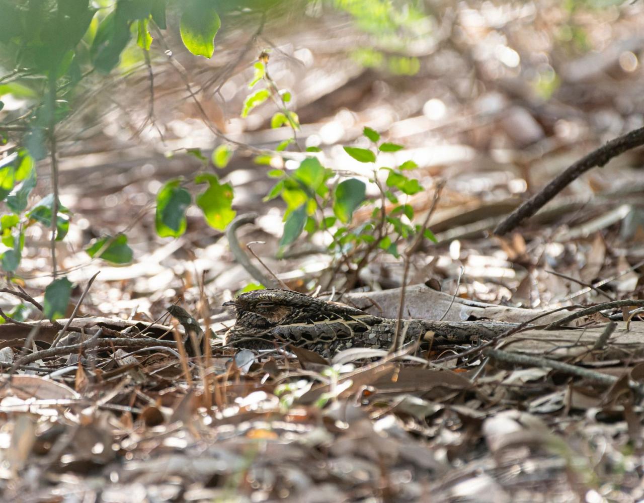 Birding South Texas, Bird watching, Rio Grande Valley, South Texas, Naturalist Journeys, Wildlife Tour, Wildlife Photography, Ecotourism, Specialty Birds, Birding Hotspot