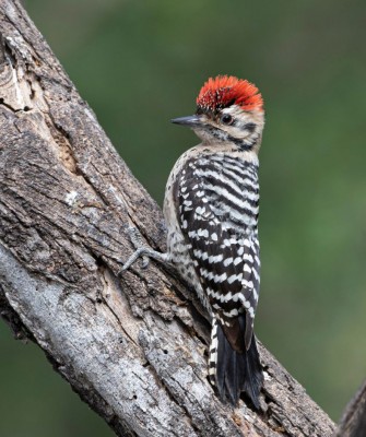 Ladder-backed Woodpecker, Birding South Texas, Bird watching, Rio Grande Valley, South Texas, Naturalist Journeys, Wildlife Tour, Wildlife Photography, Ecotourism, Specialty Birds, Birding Hotspot