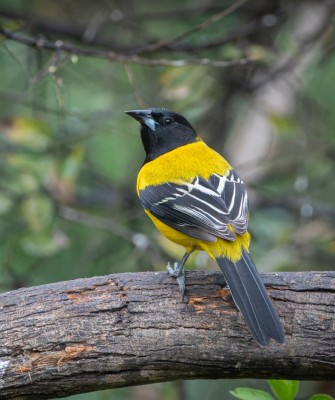 Audubon's Oriole, Birding South Texas, Bird watching, Rio Grande Valley, South Texas, Naturalist Journeys, Wildlife Tour, Wildlife Photography, Ecotourism, Specialty Birds, Birding Hotspot