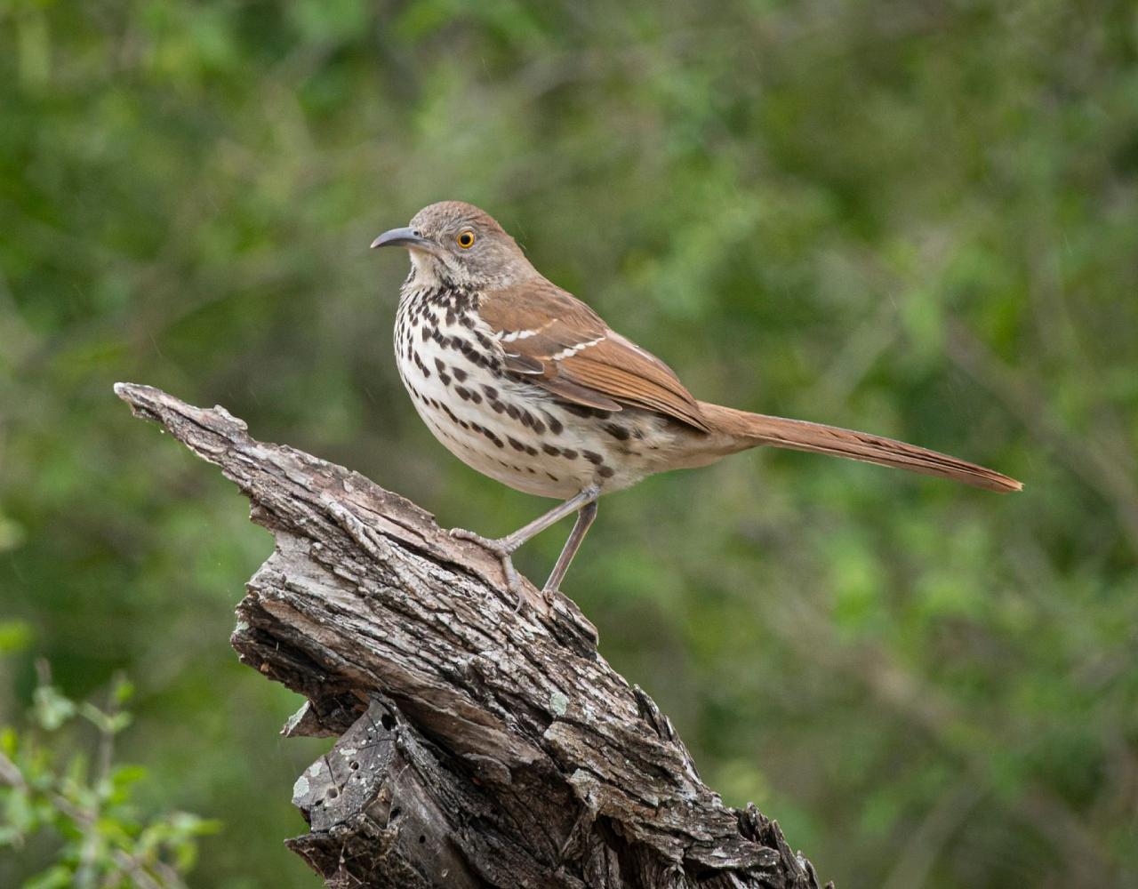 Birding South Texas, Bird watching, Rio Grande Valley, South Texas, Naturalist Journeys, Wildlife Tour, Wildlife Photography, Ecotourism, Specialty Birds, Birding Hotspot