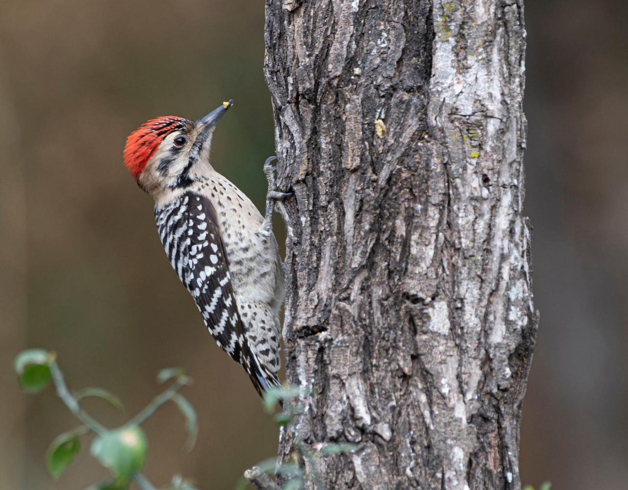 Birding South Texas, Bird watching, Rio Grande Valley, South Texas, Naturalist Journeys, Wildlife Tour, Wildlife Photography, Ecotourism, Specialty Birds, Birding Hotspot