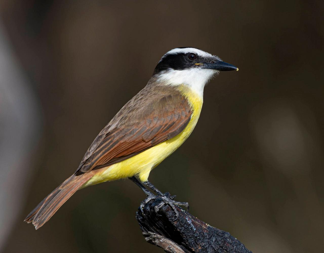 Birding South Texas, Bird watching, Rio Grande Valley, South Texas, Naturalist Journeys, Wildlife Tour, Wildlife Photography, Ecotourism, Specialty Birds, Birding Hotspot