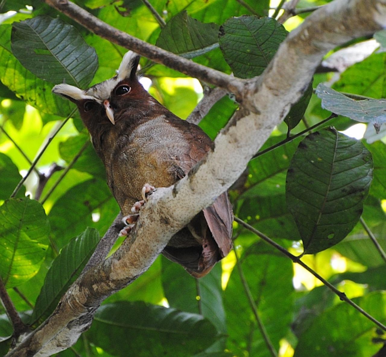 Crested Owl, Peru, Peru Nature Tour, Peru Wildlife Tour, Peru Birding Tour, Manu National Park, Manu Birding Tour, Naturalist Journeys, Cusco National Park