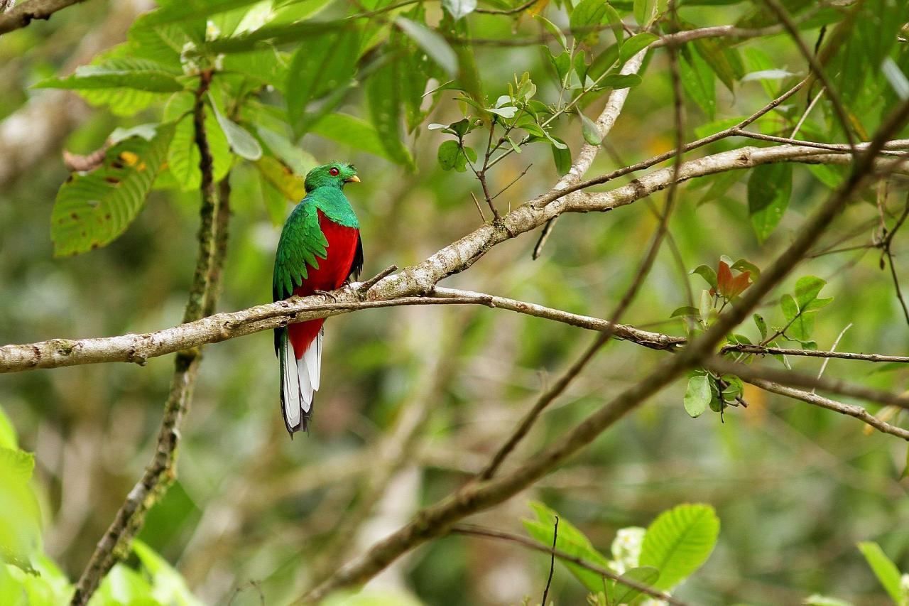 Crested Quetzal, Miguel Lezamas, Peru, Peru Nature Tour, Peru Wildlife Tour, Peru Birding Tour, Manu National Park, Manu Birding Tour, Naturalist Journeys