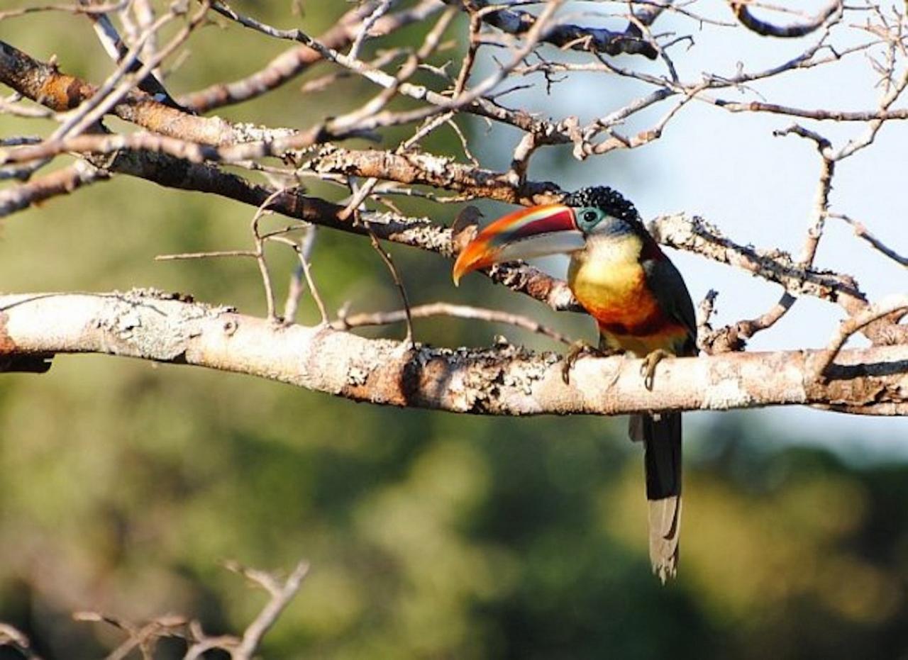 Curl-crested Aracari, Peru, Peru Nature Tour, Peru Wildlife Tour, Peru Birding Tour, Manu National Park, Manu Birding Tour, Naturalist Journeys, Cusco National Park