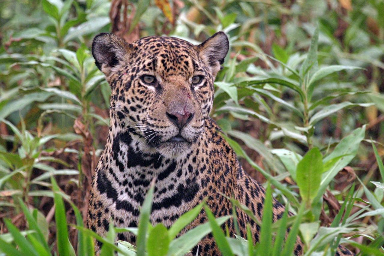 Jaguar, Peg Abbott, Peru, Peru Nature Tour, Peru Wildlife Tour, Peru Birding Tour, Manu National Park, Manu Birding Tour, Naturalist Journeys, Cusco National Park