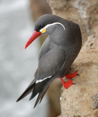 Inca Tern, Birding Peru, Bird Watching Peru, Peru, South America, Naturalist Journeys, Wildlife Tour, Wildlife Photography, Ecotourism, Specialty Birds, Endemic Birds, Birding Hotspot, Machu Picchu