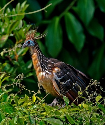 Hoatzin, Birding Peru, Bird Watching Peru, Peru, South America, Naturalist Journeys, Wildlife Tour, Wildlife Photography, Ecotourism, Specialty Birds, Endemic Birds, Birding Hotspot, Machu Picchu