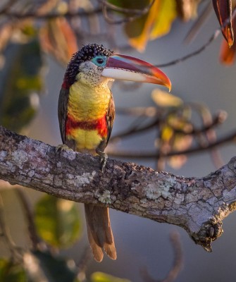 Curl-crested Aracari, Birding Peru, Bird Watching Peru, Peru, South America, Naturalist Journeys, Wildlife Tour, Wildlife Photography, Ecotourism, Specialty Birds, Endemic Birds, Birding Hotspot, Machu Picchu