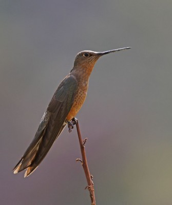 Giant Hummingbird, Birding Peru, Bird Watching Peru, Peru, South America, Naturalist Journeys, Wildlife Tour, Wildlife Photography, Ecotourism, Specialty Birds, Endemic Birds, Birding Hotspot, Machu Picchu