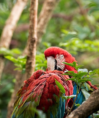 Red & Green Macaw, Birding Peru, Bird Watching Peru, Peru, South America, Naturalist Journeys, Wildlife Tour, Wildlife Photography, Ecotourism, Specialty Birds, Endemic Birds, Birding Hotspot, Machu Picchu