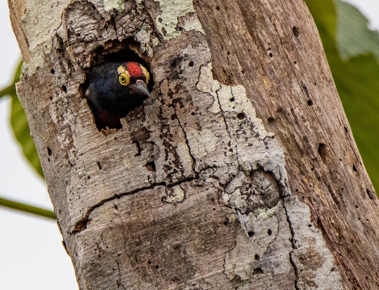 Yellow-tufted Woodpecker, Peru, Northern Peru, Peru Birding Tour, Peru Nature Tour, Naturalist Journeys