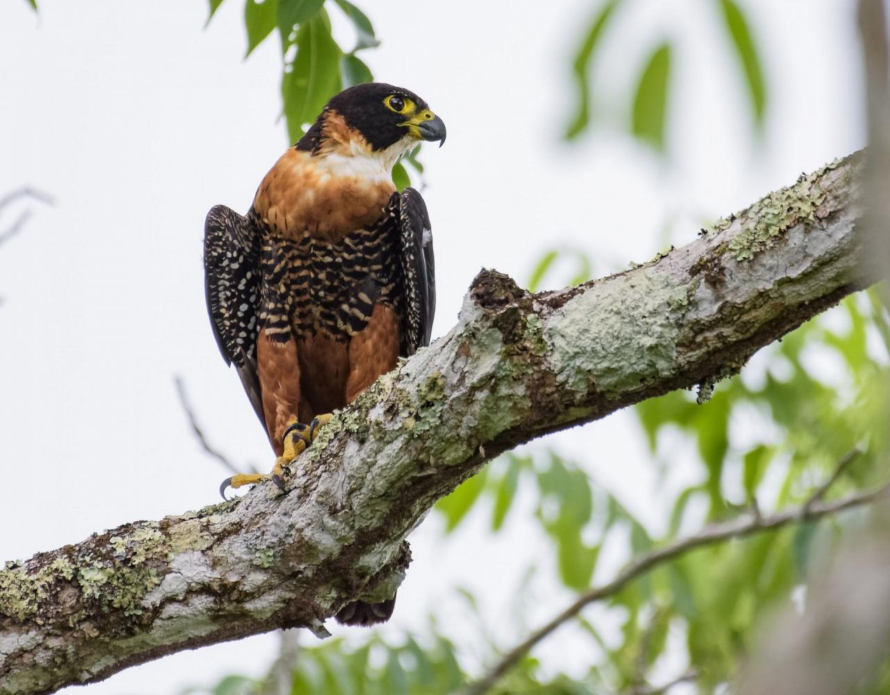 Birding Belize, Bird watching, Central America, Neotropics, Naturalist Journeys, Wildlife Tour, Wildlife Photography, Ecotourism, Specialty Birds, Birding Hotspot