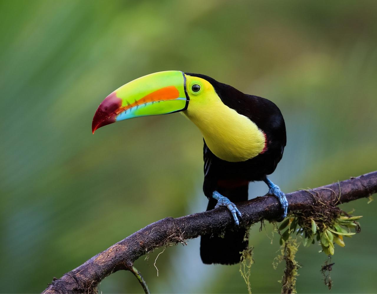 Birding Belize, Bird watching, Central America, Neotropics, Naturalist Journeys, Wildlife Tour, Wildlife Photography, Ecotourism, Specialty Birds, Birding Hotspot