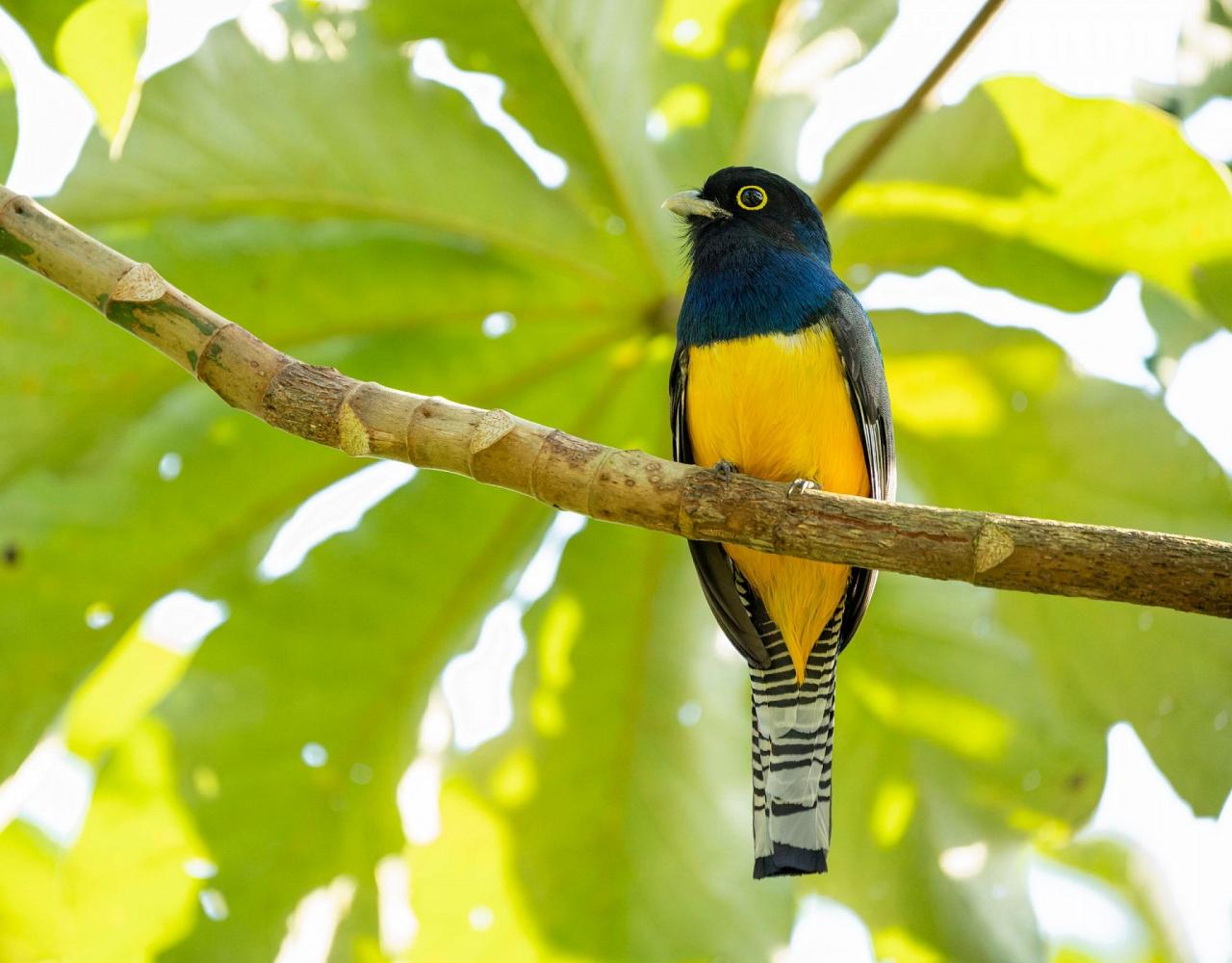 Birding Belize, Bird watching, Central America, Neotropics, Naturalist Journeys, Wildlife Tour, Wildlife Photography, Ecotourism, Specialty Birds, Birding Hotspot