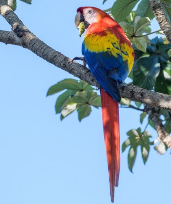Scarlet Macaw, Birding Belize, Bird watching, Central America, Neotropics, Naturalist Journeys, Wildlife Tour, Wildlife Photography, Ecotourism, Specialty Birds, Birding Hotspot