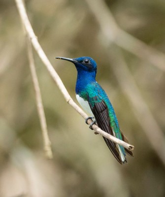 Birding Belize, Bird watching, Central America, Neotropics, Naturalist Journeys, Wildlife Tour, Wildlife Photography, Ecotourism, Specialty Birds, Birding Hotspot