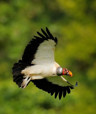King Vulture, Birding Belize, Bird watching, Central America, Neotropics, Naturalist Journeys, Wildlife Tour, Wildlife Photography, Ecotourism, Specialty Birds, Birding Hotspot