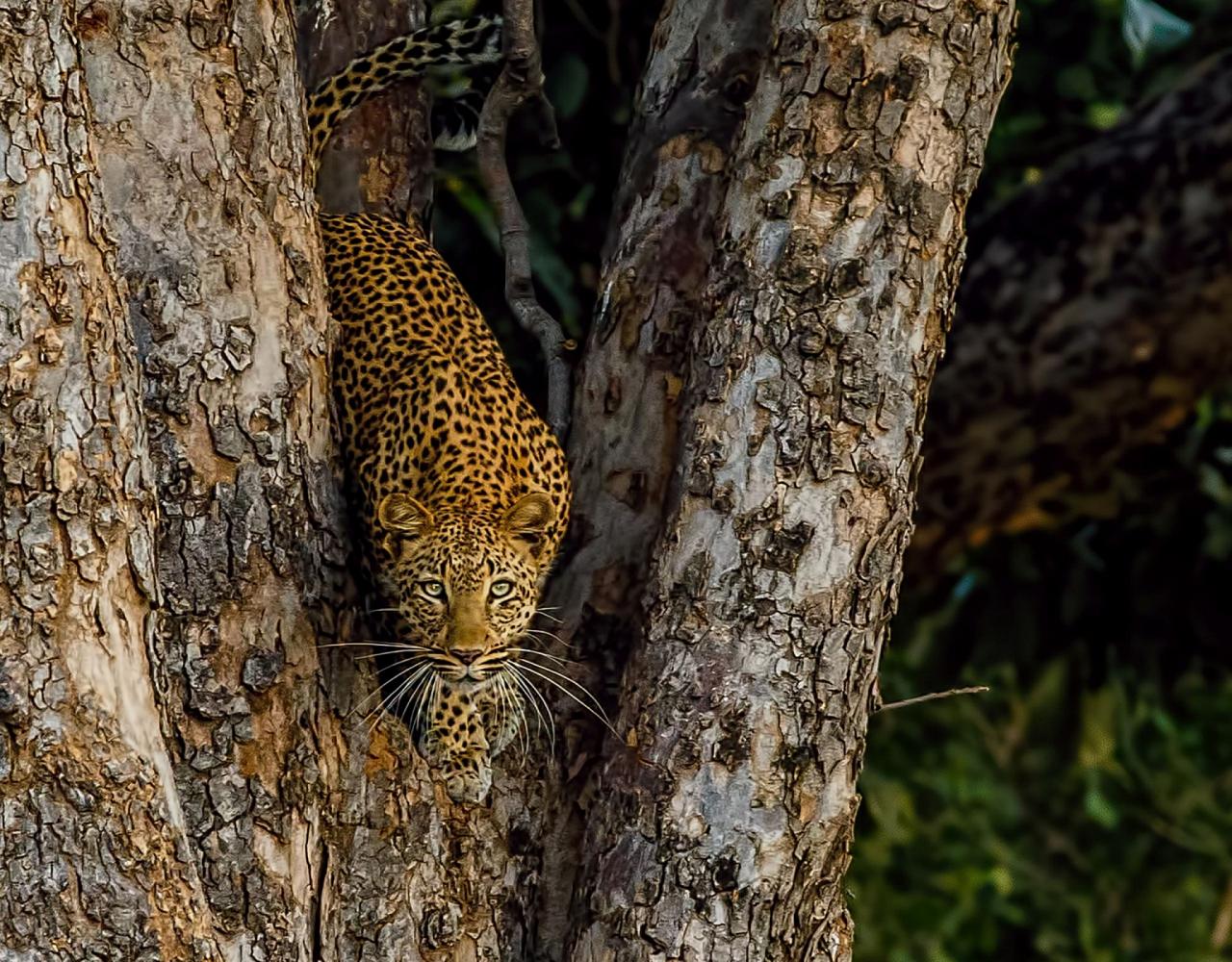 Birding Zimbabwe, Bird watching Zambia, Africa, African Safari Journeys, Wildlife Tour, Wildlife Photography, Ecotourism, Specialty Birds, Birding Hotspot