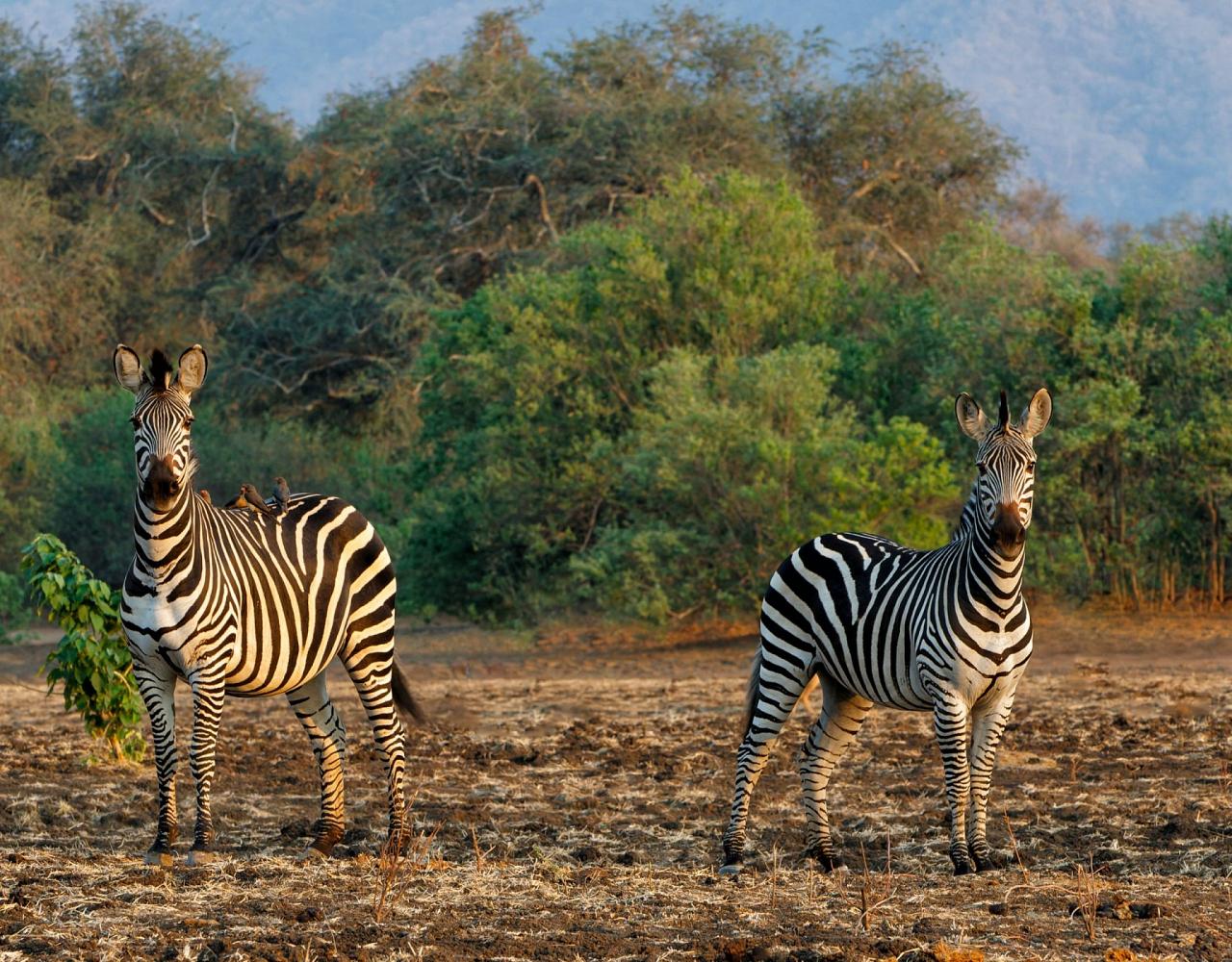 Birding Zimbabwe, Bird watching Zambia, Africa, African Safari Journeys, Wildlife Tour, Wildlife Photography, Ecotourism, Specialty Birds, Birding Hotspot