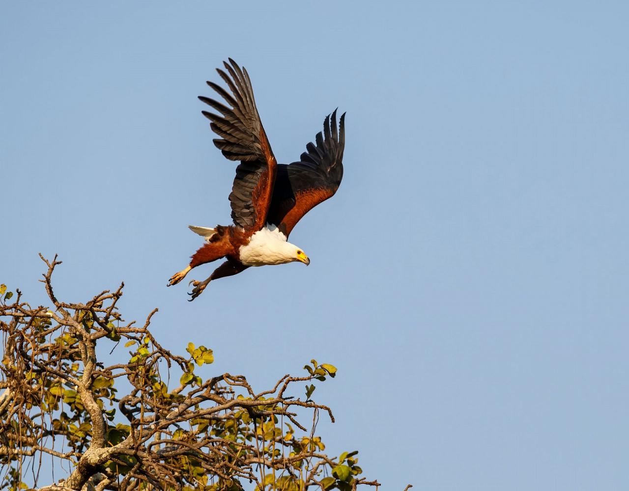 Birding Zimbabwe, Bird watching Zambia, Africa, African Safari Journeys, Wildlife Tour, Wildlife Photography, Ecotourism, Specialty Birds, Birding Hotspot