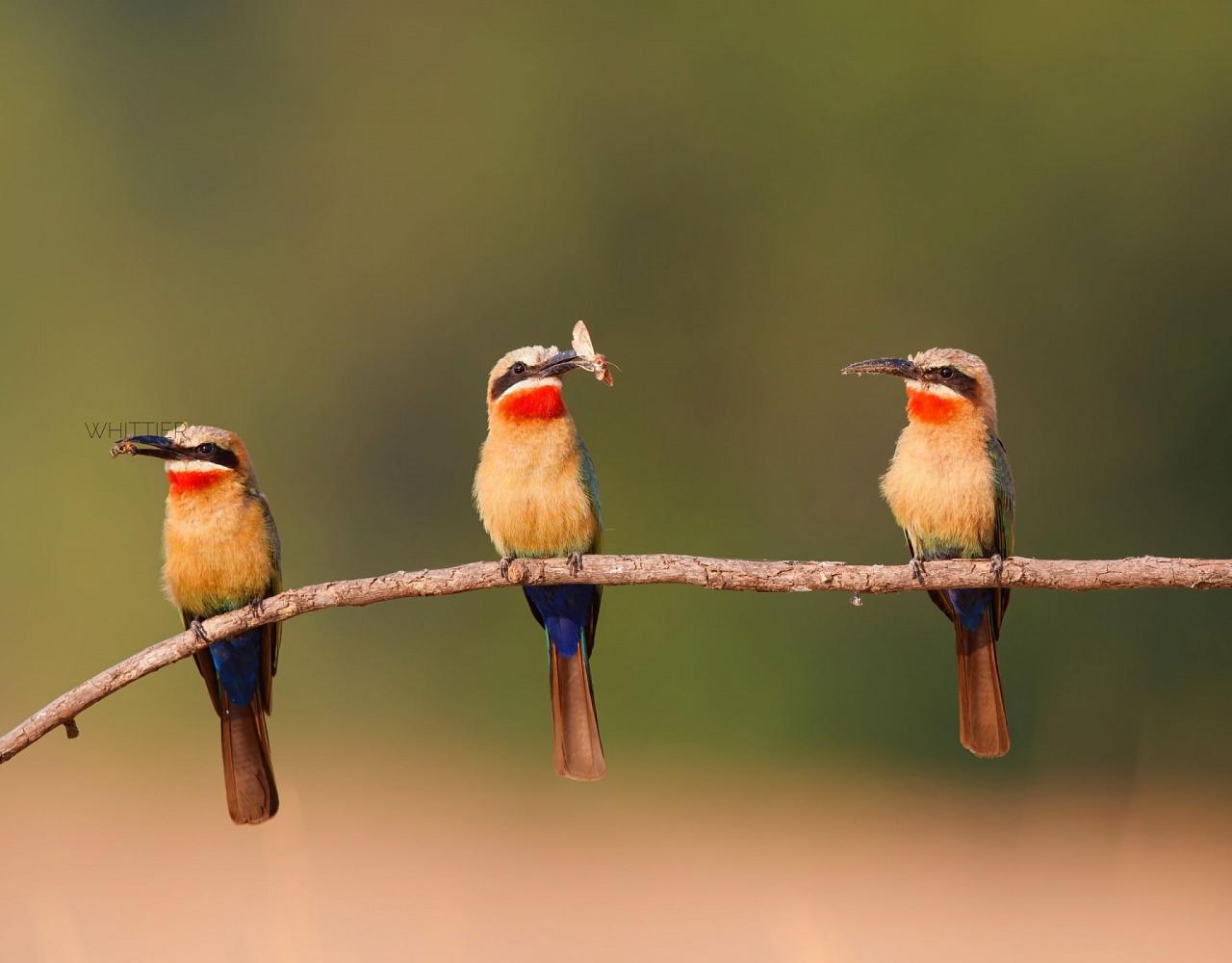 Birding Zimbabwe, Bird watching Zambia, Africa, African Safari Journeys, Wildlife Tour, Wildlife Photography, Ecotourism, Specialty Birds, Birding Hotspot