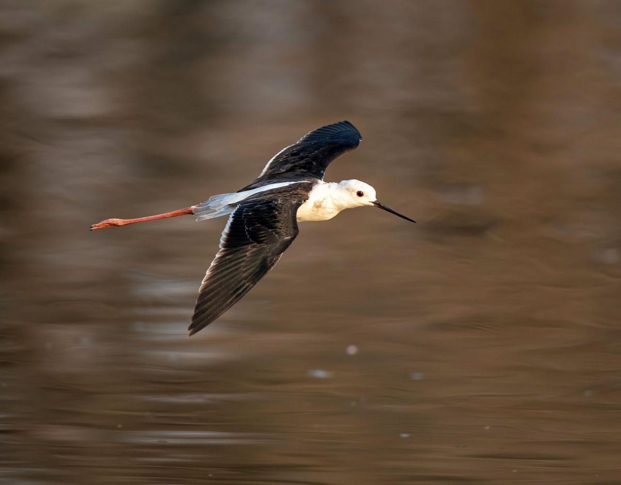 Birding Zimbabwe, Bird watching Zambia, Africa, African Safari Journeys, Wildlife Tour, Wildlife Photography, Ecotourism, Specialty Birds, Birding Hotspot