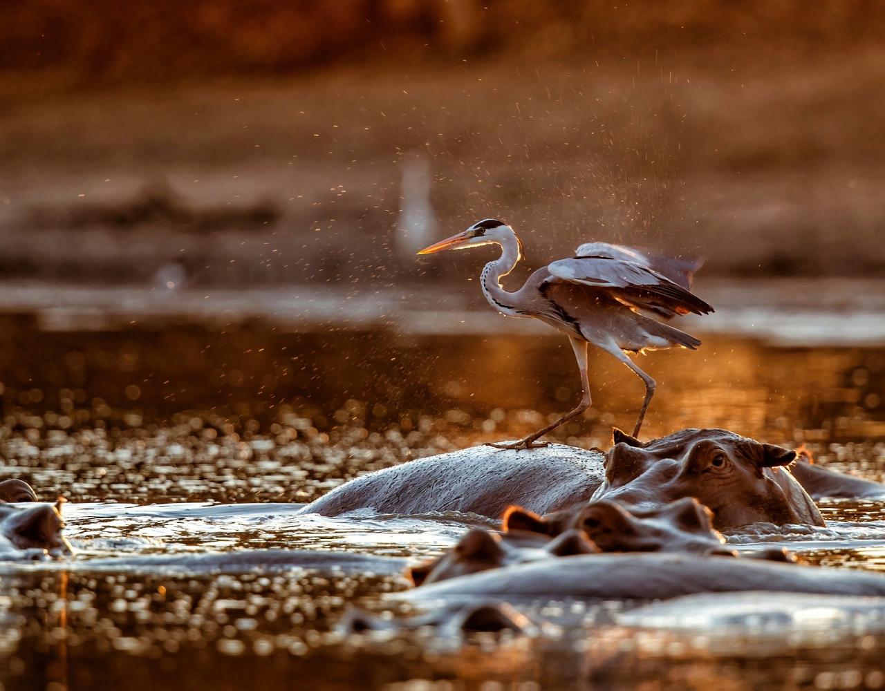 Birding Zimbabwe, Bird watching Zambia, Africa, African Safari Journeys, Wildlife Tour, Wildlife Photography, Ecotourism, Specialty Birds, Birding Hotspot