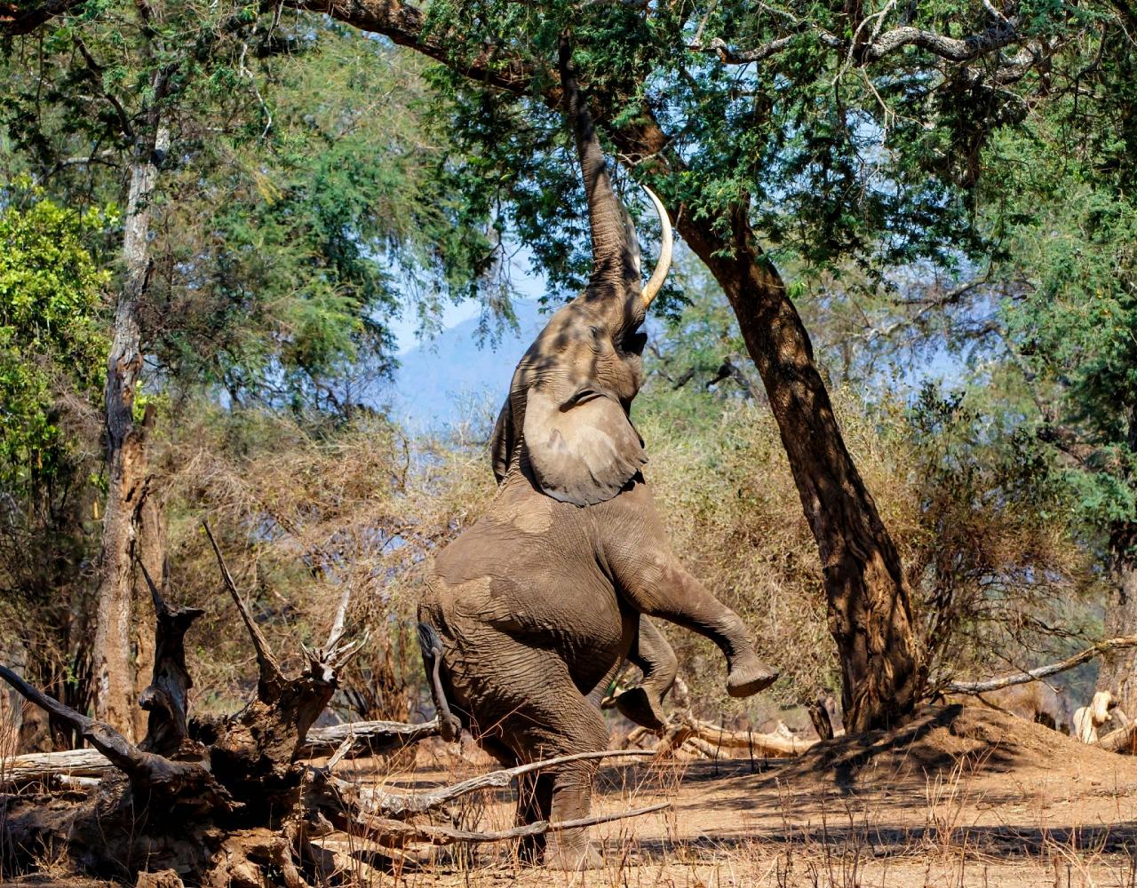 Birding Zimbabwe, Bird watching Zambia, Africa, African Safari Journeys, Wildlife Tour, Wildlife Photography, Ecotourism, Specialty Birds, Birding Hotspot