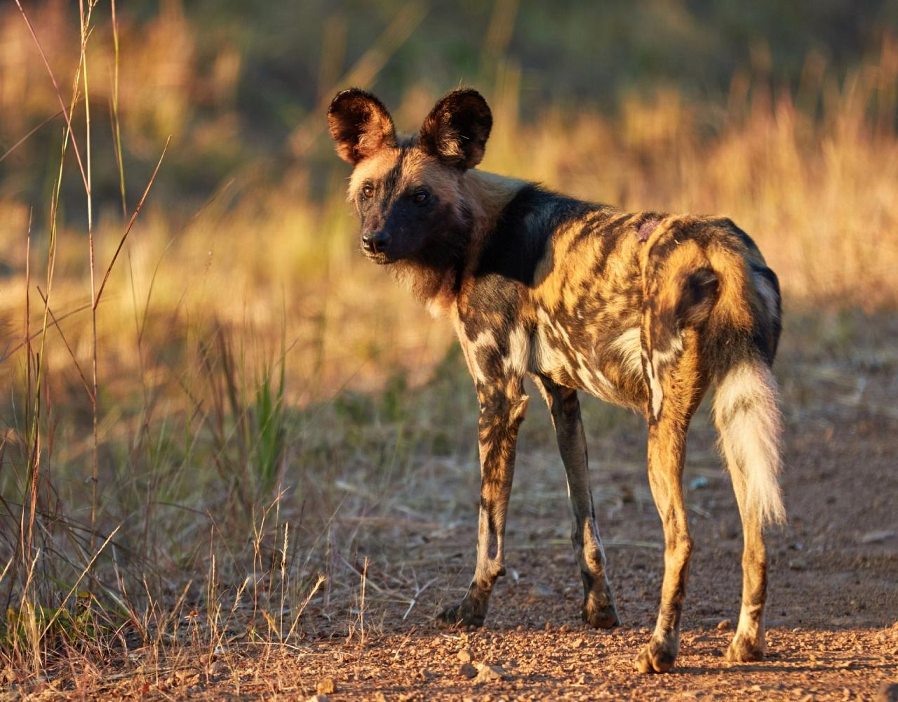 Birding Zimbabwe, Bird watching Zambia, Africa, African Safari Journeys, Wildlife Tour, Wildlife Photography, Ecotourism, Specialty Birds, Birding Hotspot