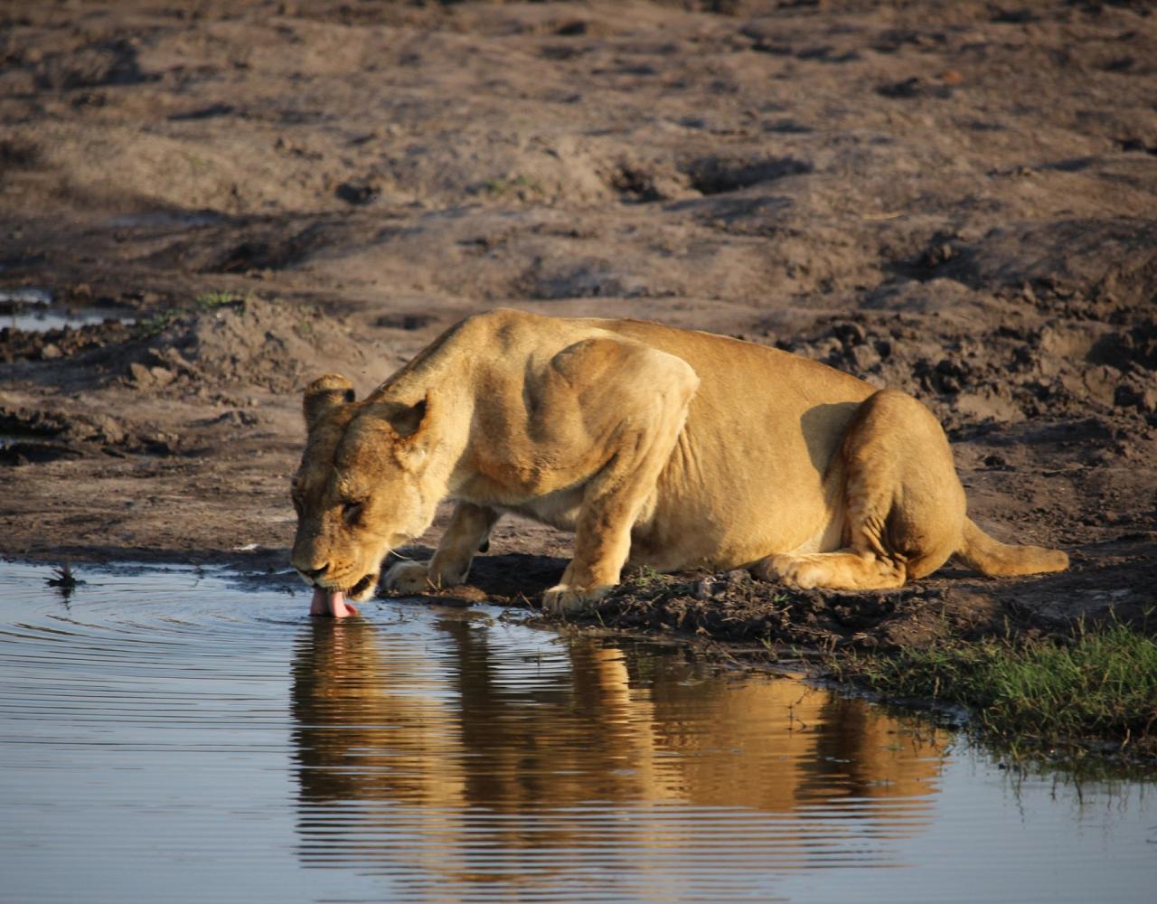 Birding Zimbabwe, Bird watching Zambia, Africa, African Safari Journeys, Wildlife Tour, Wildlife Photography, Ecotourism, Specialty Birds, Birding Hotspot