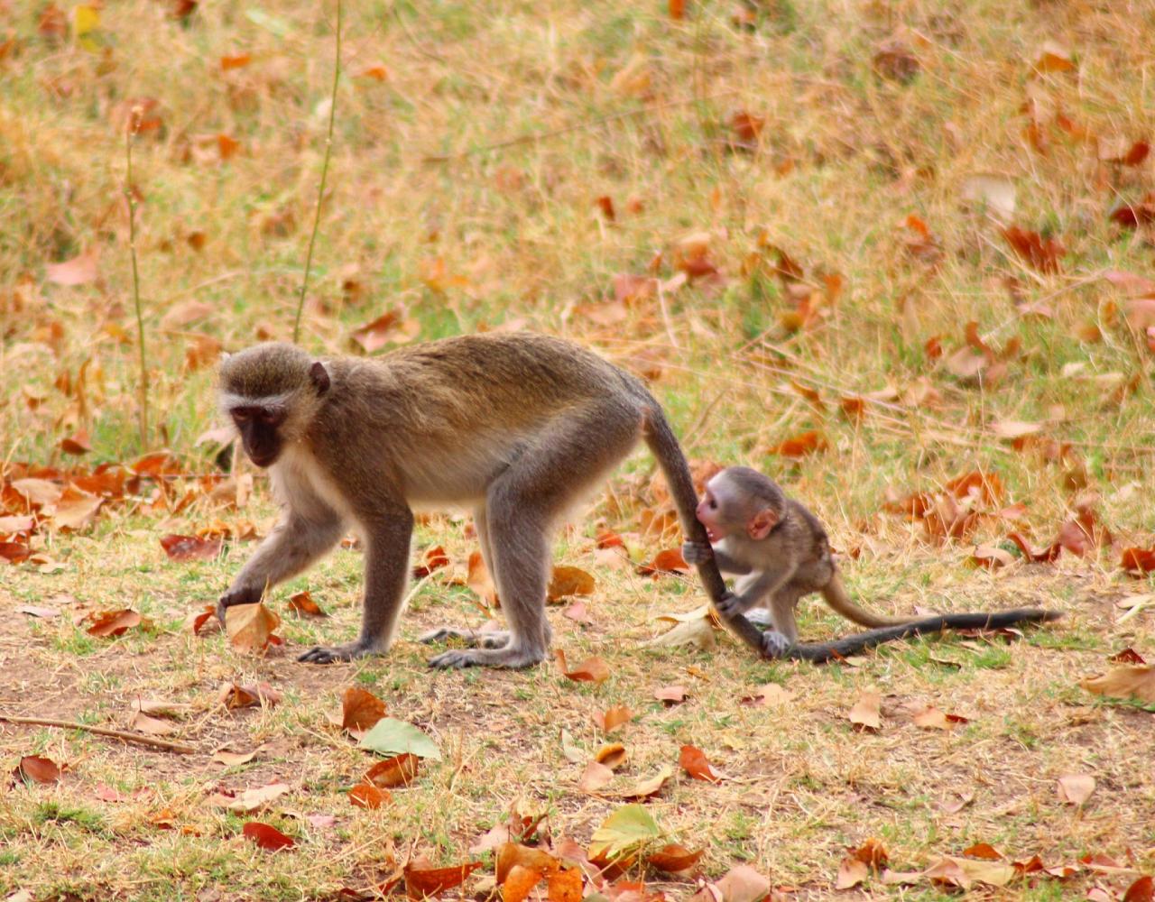 Birding Zimbabwe, Bird watching Zambia, Africa, African Safari Journeys, Wildlife Tour, Wildlife Photography, Ecotourism, Specialty Birds, Birding Hotspot