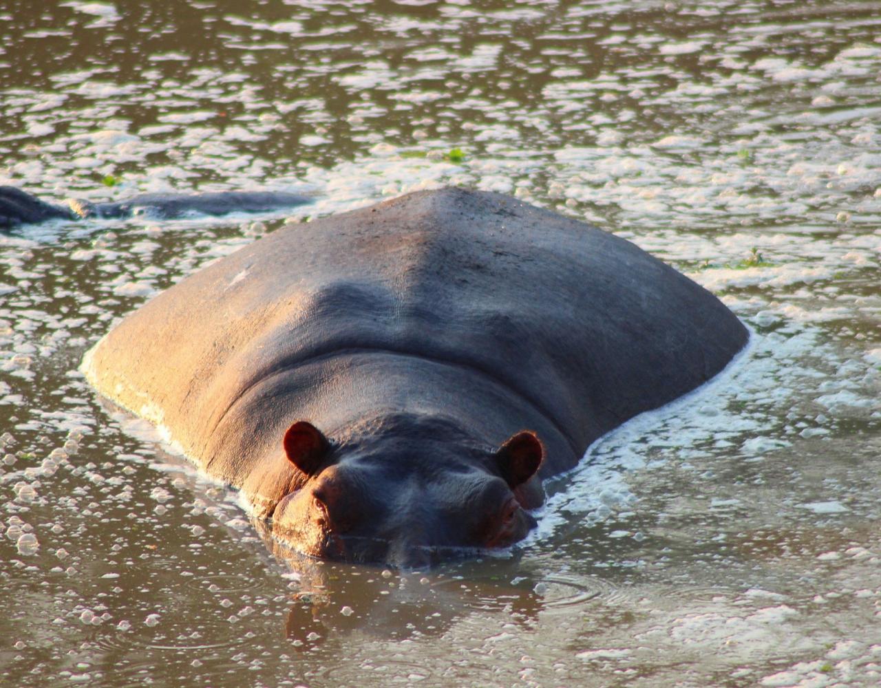 Birding Zimbabwe, Bird watching Zambia, Africa, African Safari Journeys, Wildlife Tour, Wildlife Photography, Ecotourism, Specialty Birds, Birding Hotspot