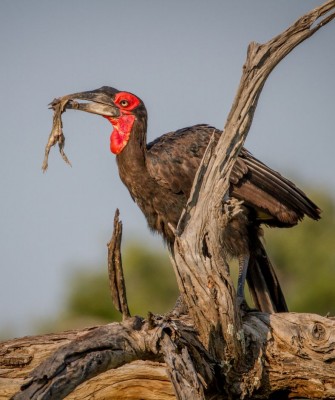 Southern Ground Hornbill, Birding Zimbabwe, Bird watching Zambia, Africa, African Safari Journeys, Wildlife Tour, Wildlife Photography, Ecotourism, Specialty Birds, Birding Hotspot