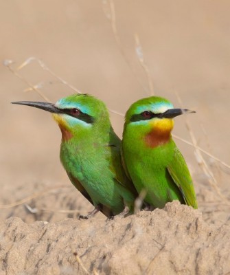 Blue-cheeked Bee-eater, Birding Zimbabwe, Bird watching Zambia, Africa, African Safari Journeys, Wildlife Tour, Wildlife Photography, Ecotourism, Specialty Birds, Birding Hotspot