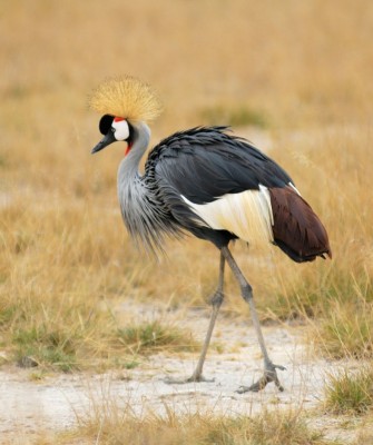 Gray-crowned Crane, Birding Zimbabwe, Bird watching Zambia, Africa, African Safari Journeys, Wildlife Tour, Wildlife Photography, Ecotourism, Specialty Birds, Birding Hotspot