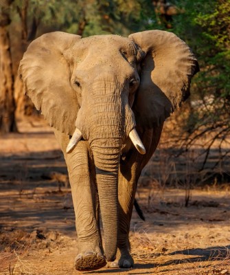 Elephant, Birding Zimbabwe, Bird watching Zambia, Africa, African Safari Journeys, Wildlife Tour, Wildlife Photography, Ecotourism, Specialty Birds, Birding Hotspot