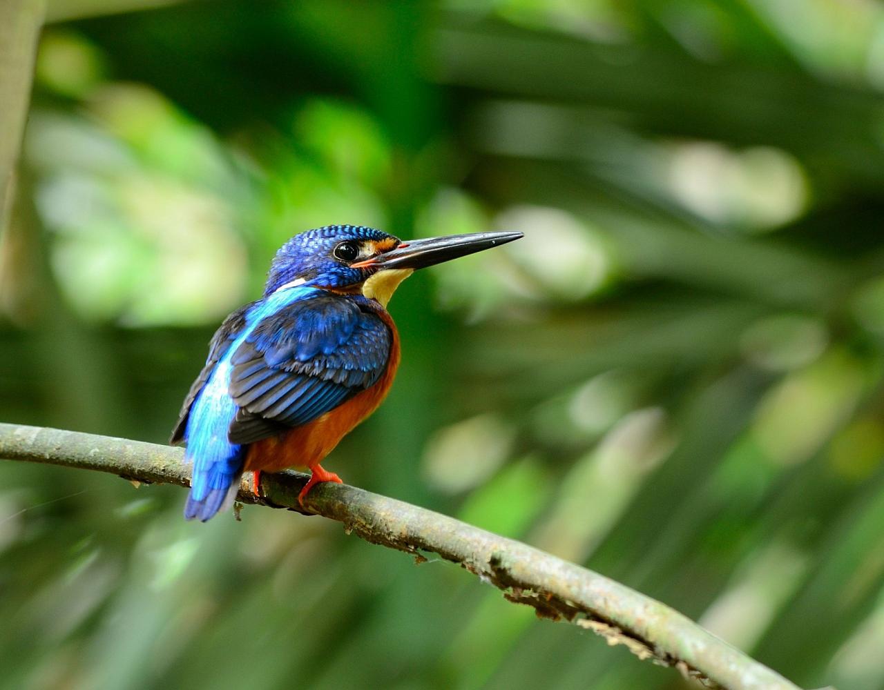 Birding Borneo, Birding Asia, Bird watching Borneo, Borneo Wildlife, Nature Tour, Naturalist Journeys, Wildlife Tour, Wildlife Photography, Ecotourism, Specialty Birds, Birding Hotspot, Endemic Birds