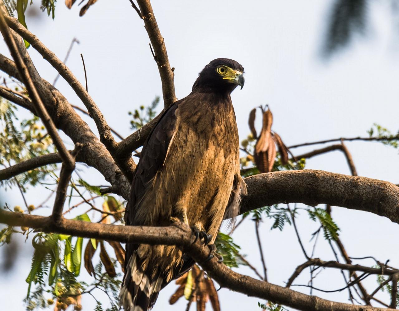 Borneo Birding, Wildlife and Nature tour with Naturalist Journeys, Southeast Asia, Birdwatching, Pygmy Elephant, Orangutan, Gliding Tree Frogs and Endemic Birds